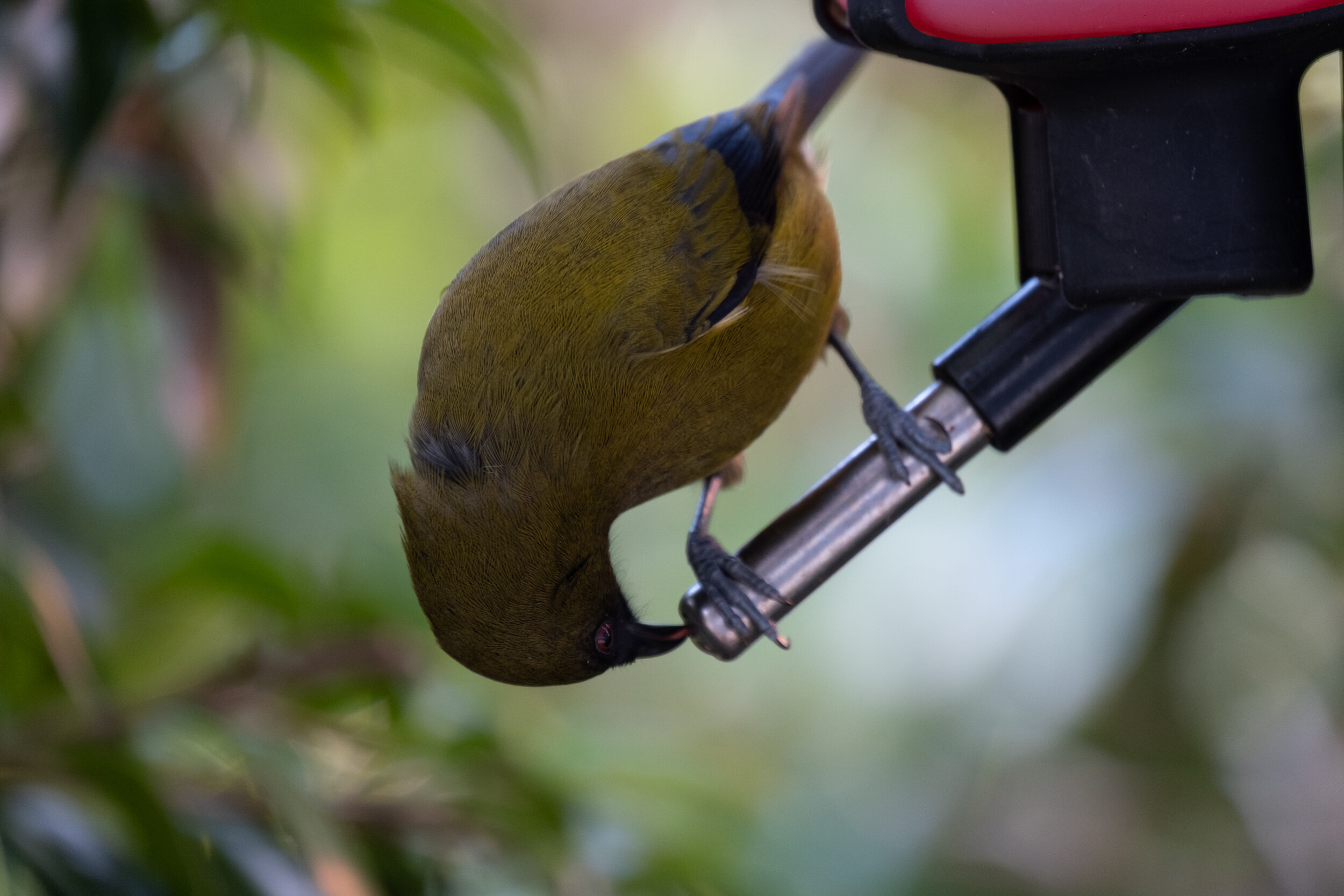 How do NZ garden birds build their nests? — Kohab