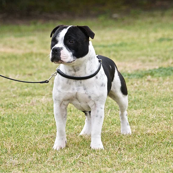 AU CH Zeracious Starman (Bowie) 2013 BOB at Sydney Royal (handled by Shane Avery) - G. Corish