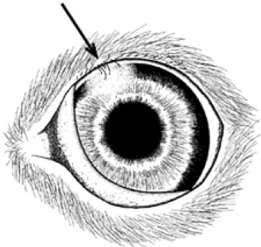 Eyelashes can be seen in the top lid.