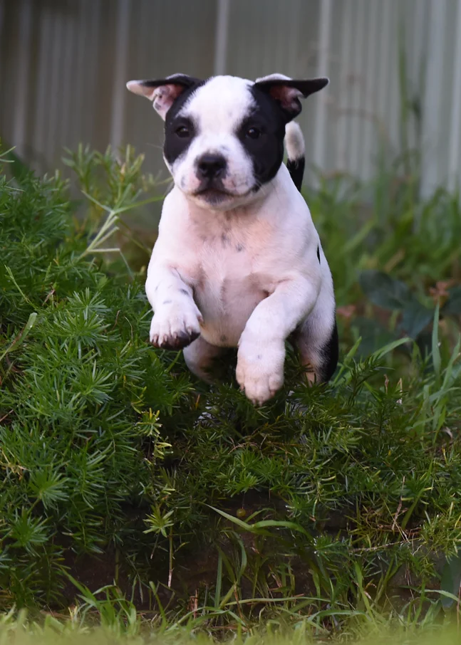 Oreo, as a baby - exploring.