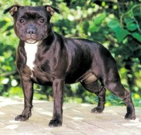 RSA CH Zeracious Star Status (Cola)