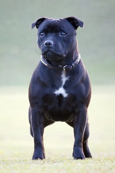 RSA CH Zeracious J Capulate (Juliet). Alan Jordan