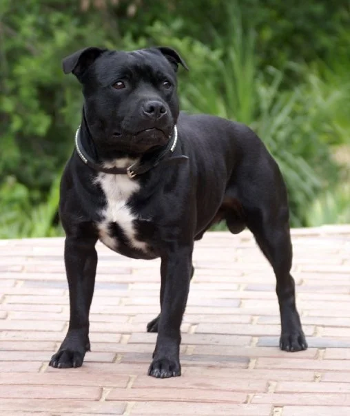 RSA CH Zeracious Neo (Neo)