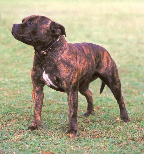 RSA CH Zeracious What A Prospect (Scat). Lisa Muchna