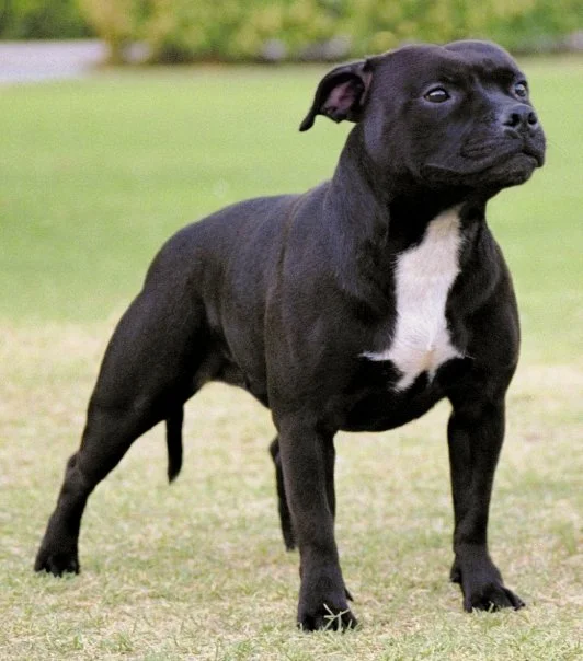 RSA CH Zeracious What A Star (Pebbles) Dam to 4 champions. Earning her title in two weekends.