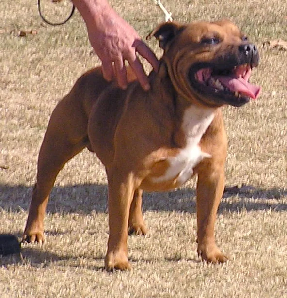 INT. CH Zeracious Reckless Rebel (Tyggar). Mike & Rose Jennings