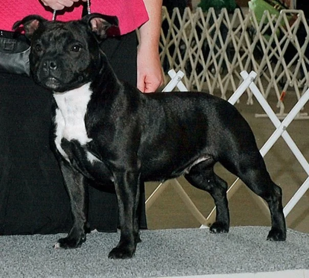 US CH Zeracious Terrifi