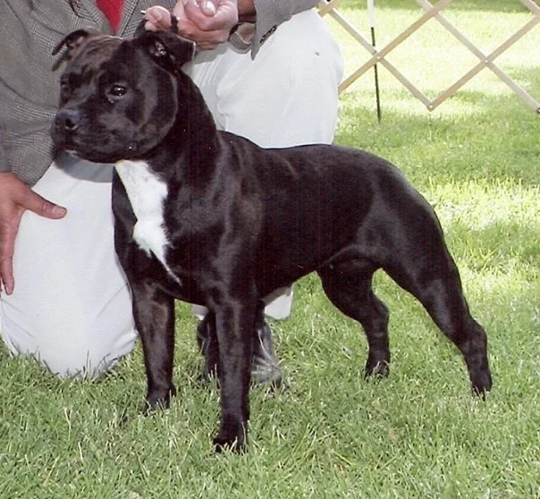 US GRAND / RSA CH Zeracious Met Eish at Classystaffys (Eish). Lynn Heimbuch