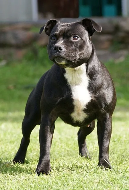 USA CH Zeracious Stars And Stripes (Marley). Imported to Australia but sadly spayed due to pyometra.