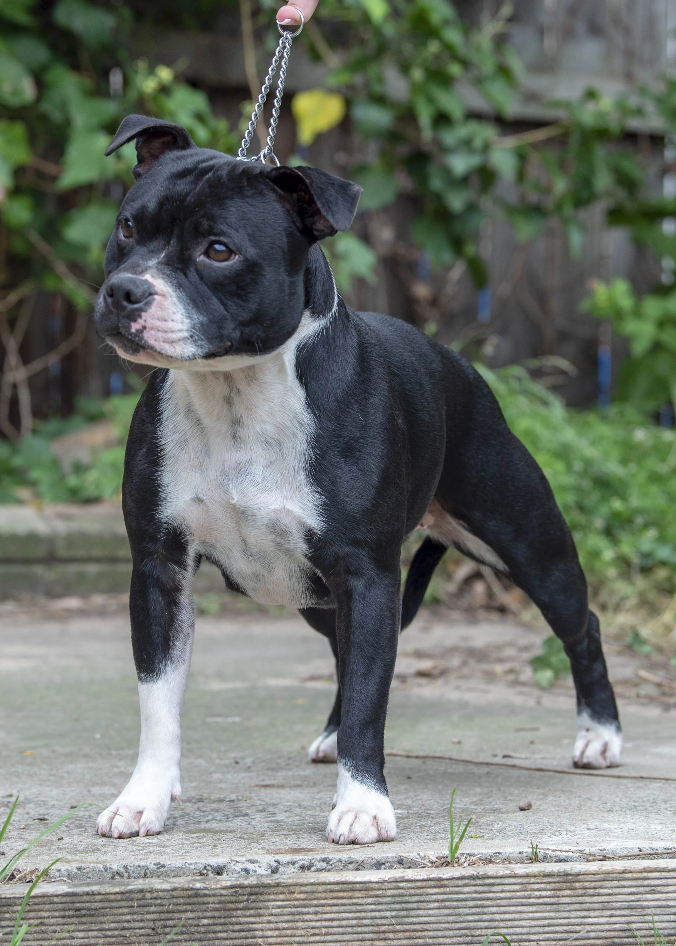 sapphire bull terrier