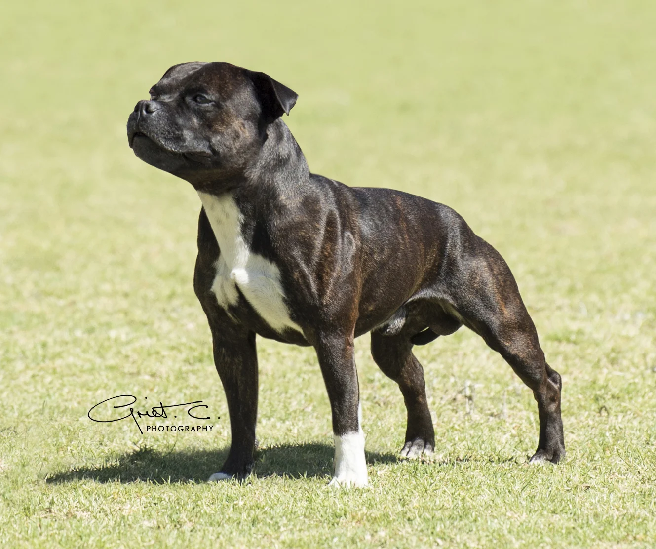 Multi BISS CH Mosstrooper Memphis Slim “Buster” Bred & Owned by S Consadine