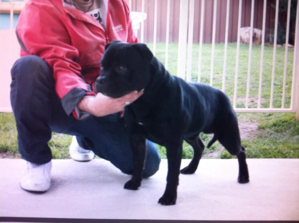 Tiamostaff Jonah “Jonah” Bred by D Yates. Owned by Ray Agbar