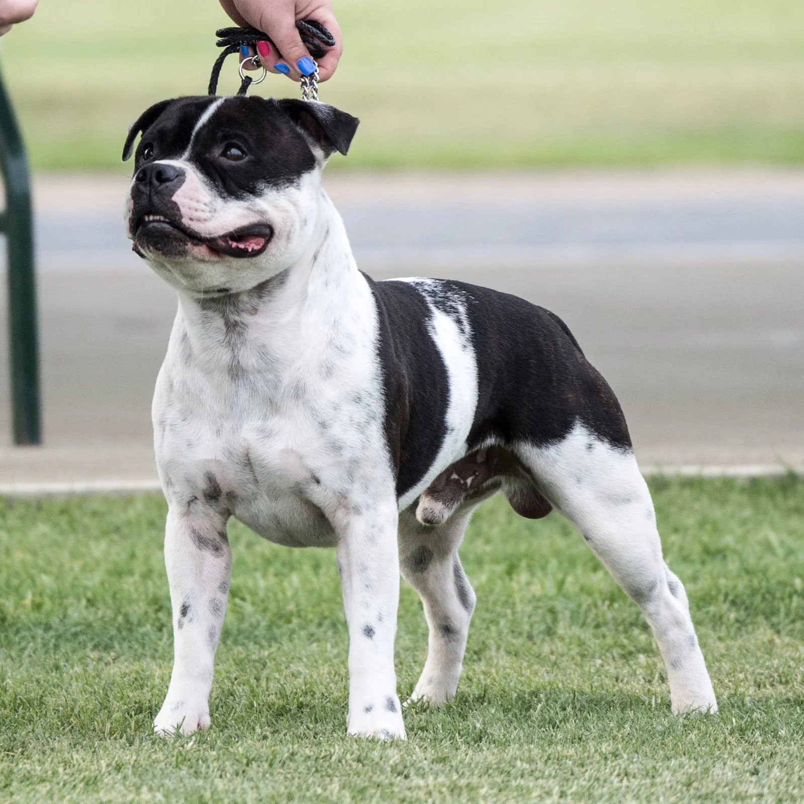 CH Zeracious All The Talk “Ziggy” Bred by F & M Coetzer. Owned by Chantelle Bliss Off-spring: CH Zeracious Showoff “Bubbles'“ CH Zeracious Fire Me Up “Garnet” CH High Flyer “Ledger”