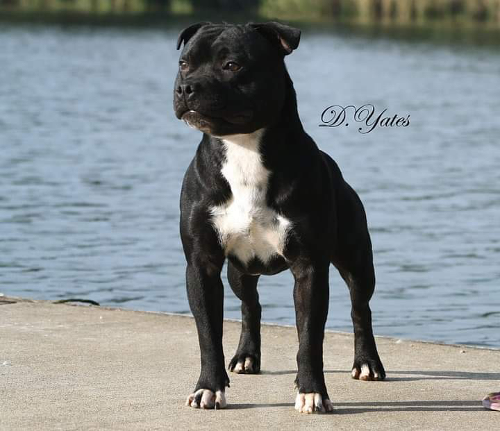 AU CH Tiamostaff Johny Utah (Utah) Bred and Owned by D Yates Off-spring: AU CH Zeracious Wit Supremacy (Pearl) Zeracious Diva In Disguise (Diva) - un-official
