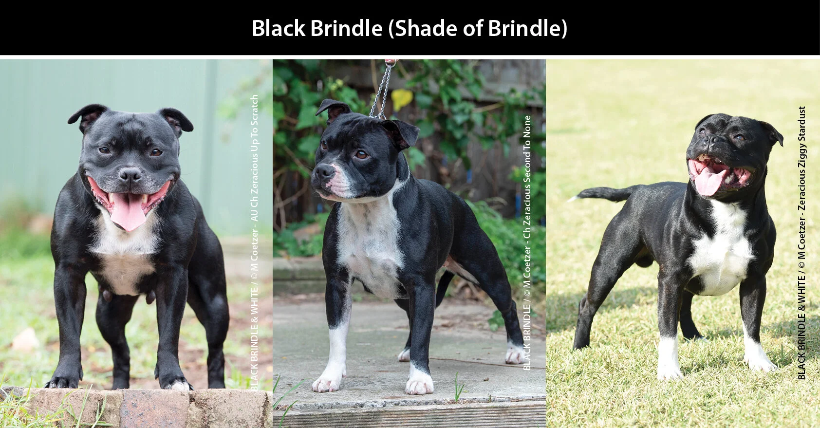 Brindle Staff Bull Terrier Puppies Bull Brindle Staffy For Sale