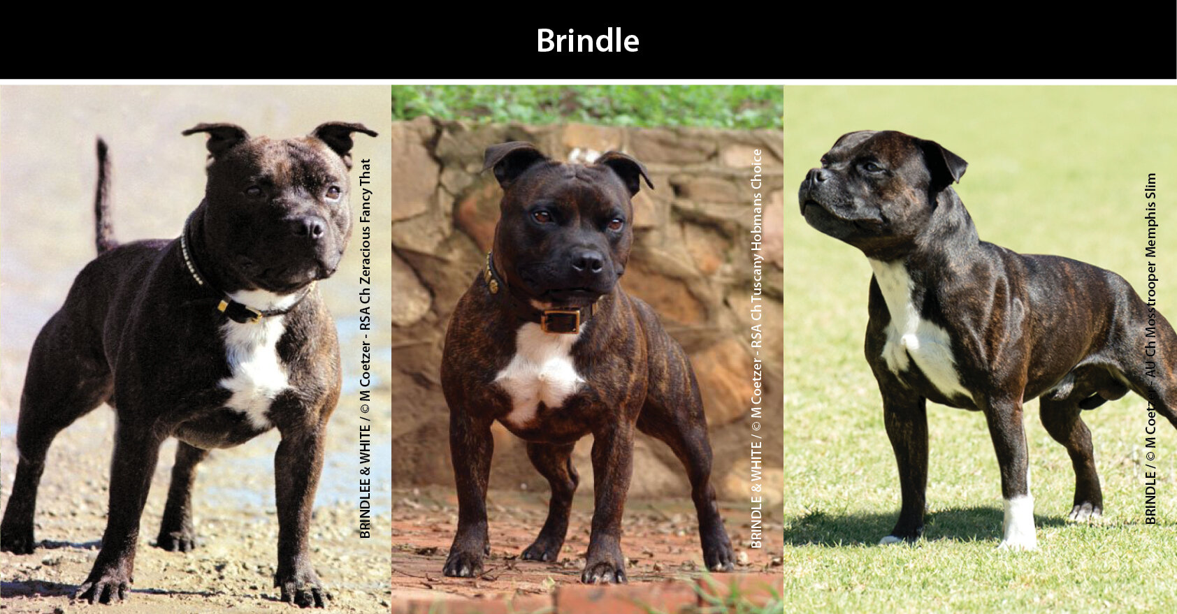 Staffordshire Bull Terrier Staffy Coats Coat Colours Black And Tan