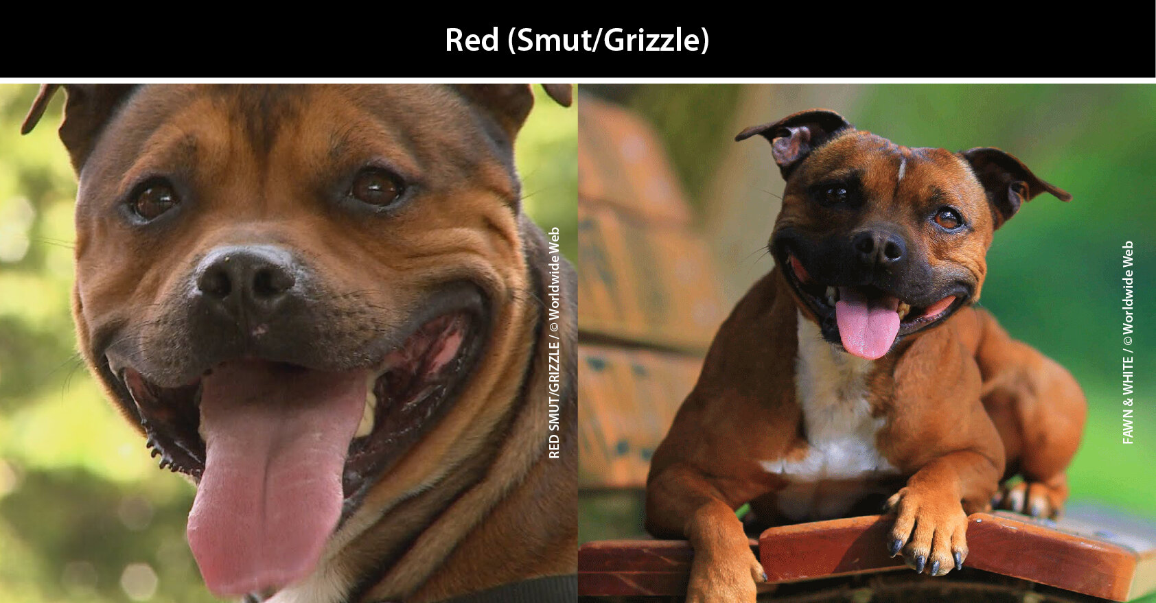 Chocolate Staffordshire Bull Terrier Puppy Coat Colours Black And