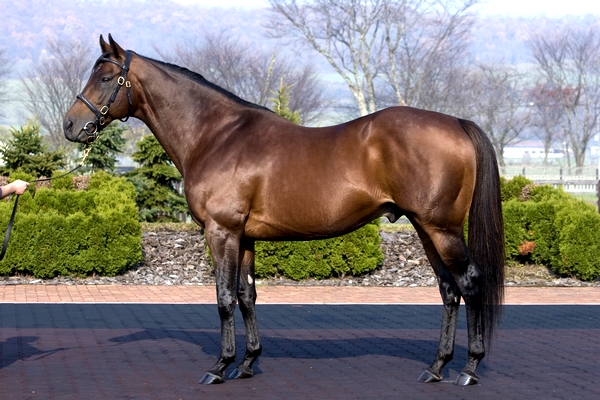 Johannesburg - World Champion Two-Year-Old and Grand Sire of Justify.