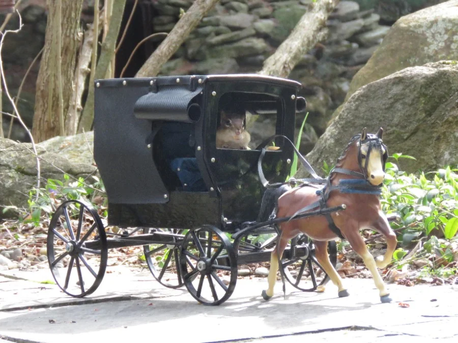 Amish Buggy