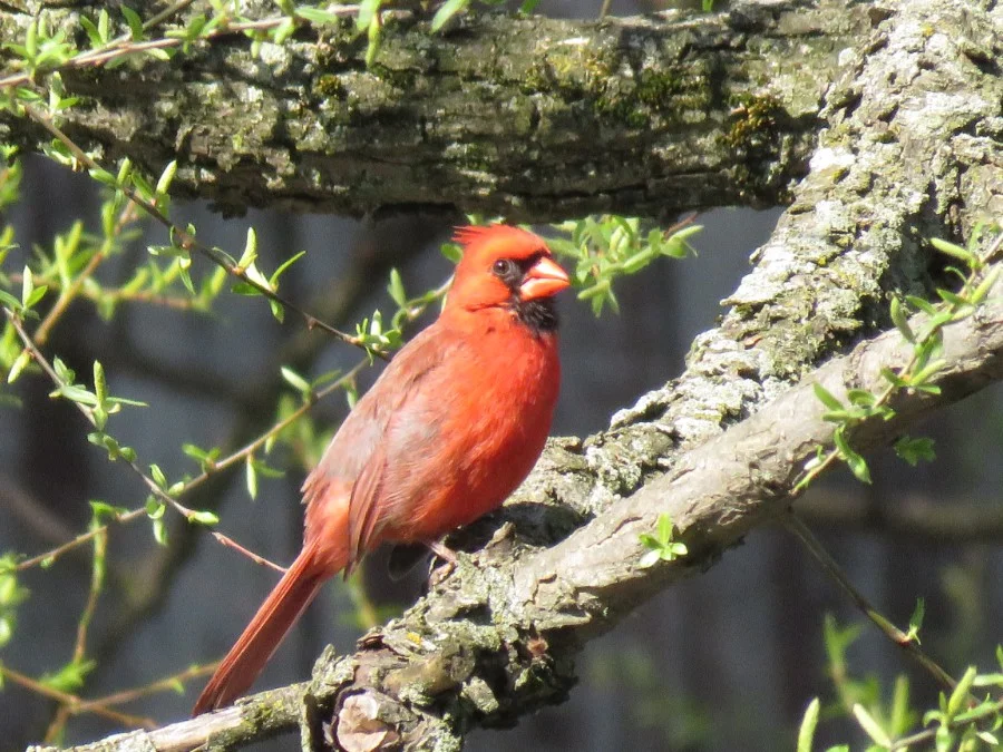 Cardinal