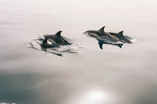 dolphins-945410_640.jpg