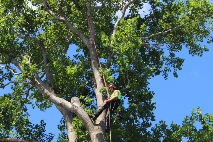 Professional tree services Horowhenua