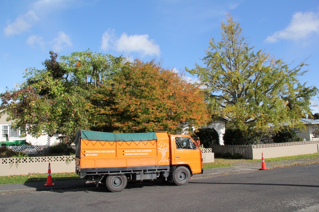 Tree and Garden Services - crown reduction