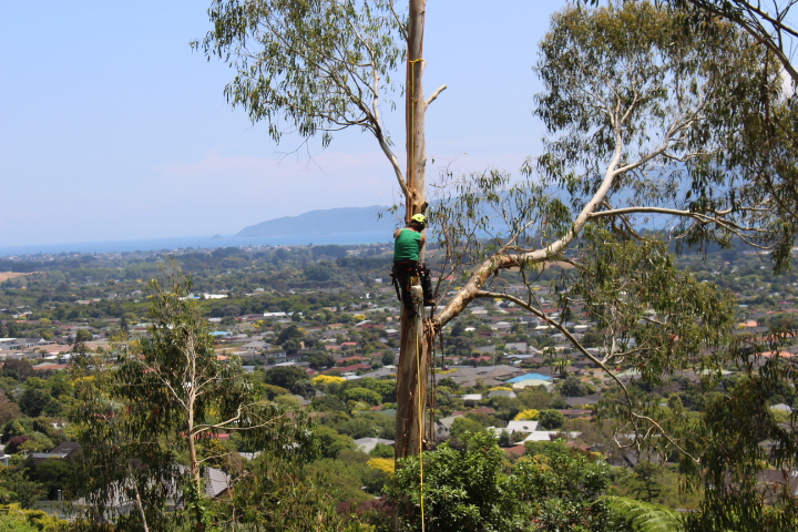 Tree removal for views of Kapiti Island