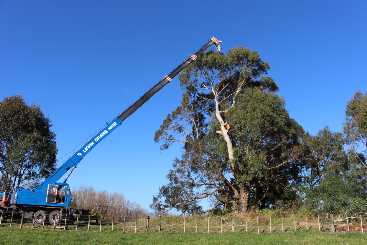 Tree removal services Levin and Foxton