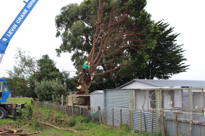 Arboriculture tree services Waikawa