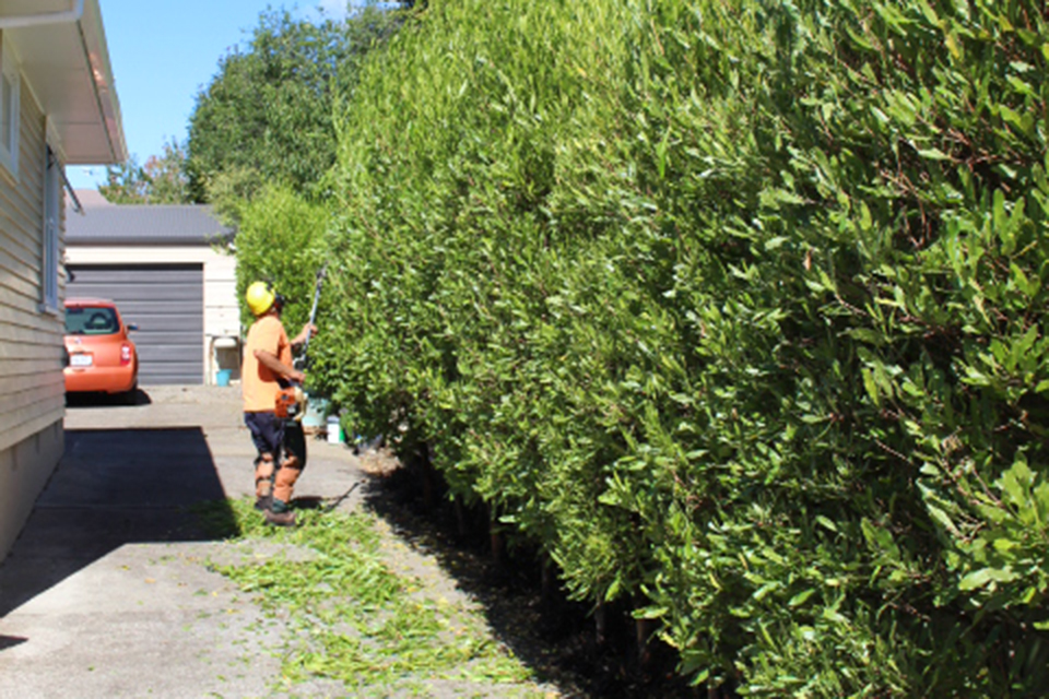 02-Hedge-trimming-Horowhenua.jpg
