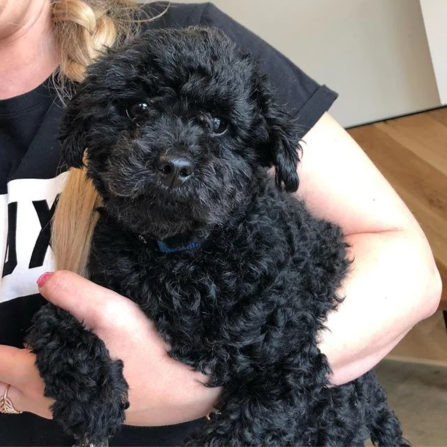 // Everyone meet Louis; he drinks a strong flat white and is a very VERY good boy