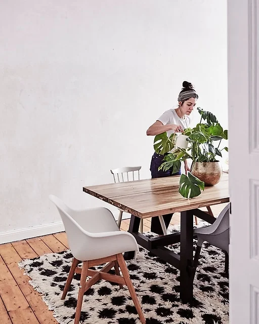 ikea-a-monstera-potted-swiss-cheese-plant-on-a-large-ikea-skogsta-dining-table-with-wooden-top__1364686567785-s3.jpg