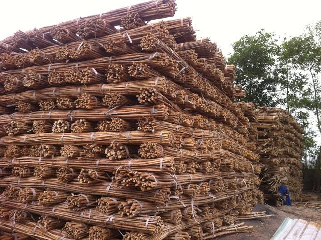 Rattan raw material