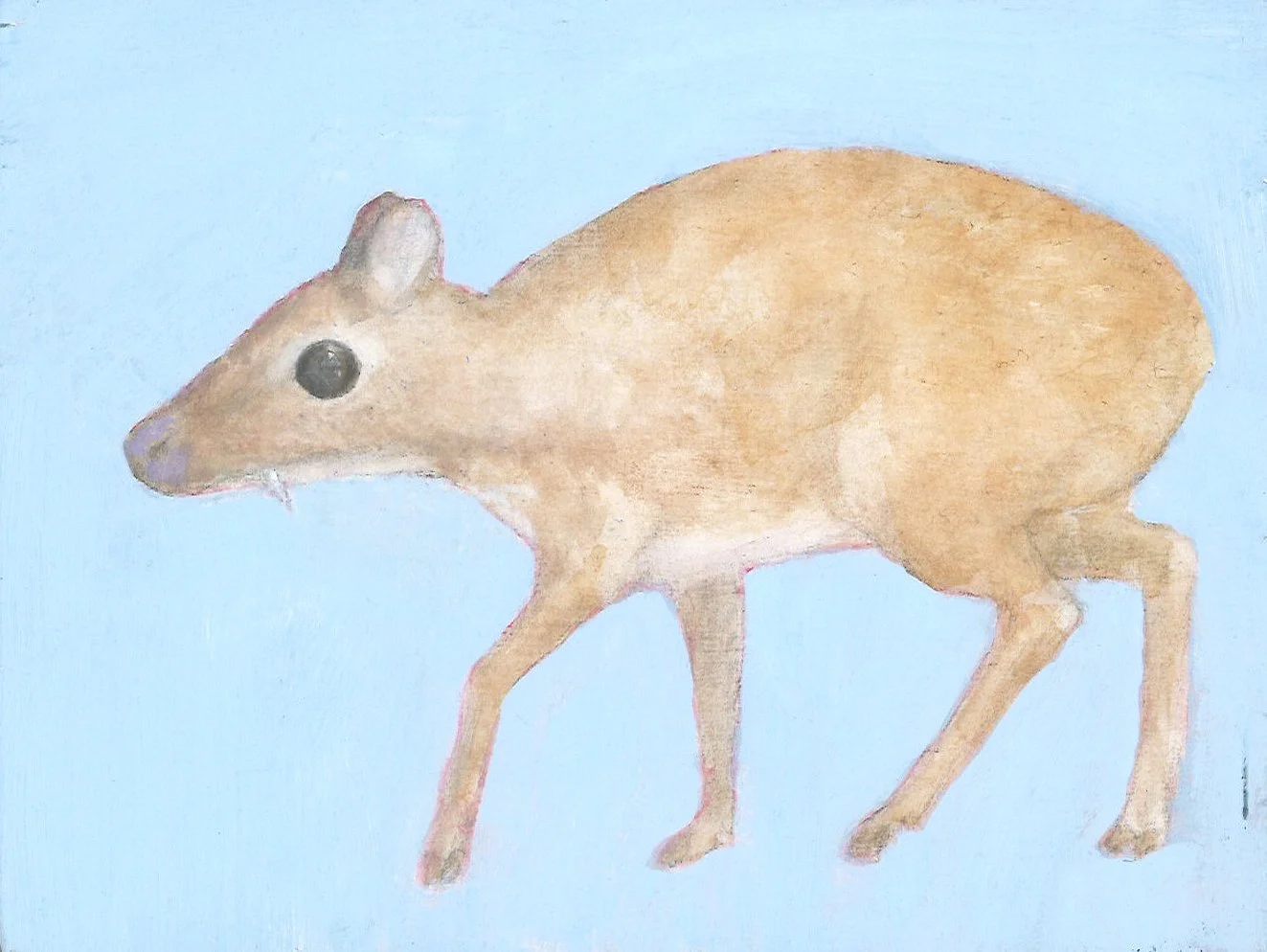Chevrotain.jpg
