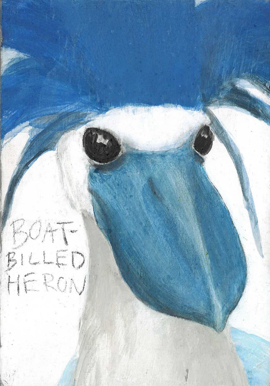 Boat Billed Heron.jpg