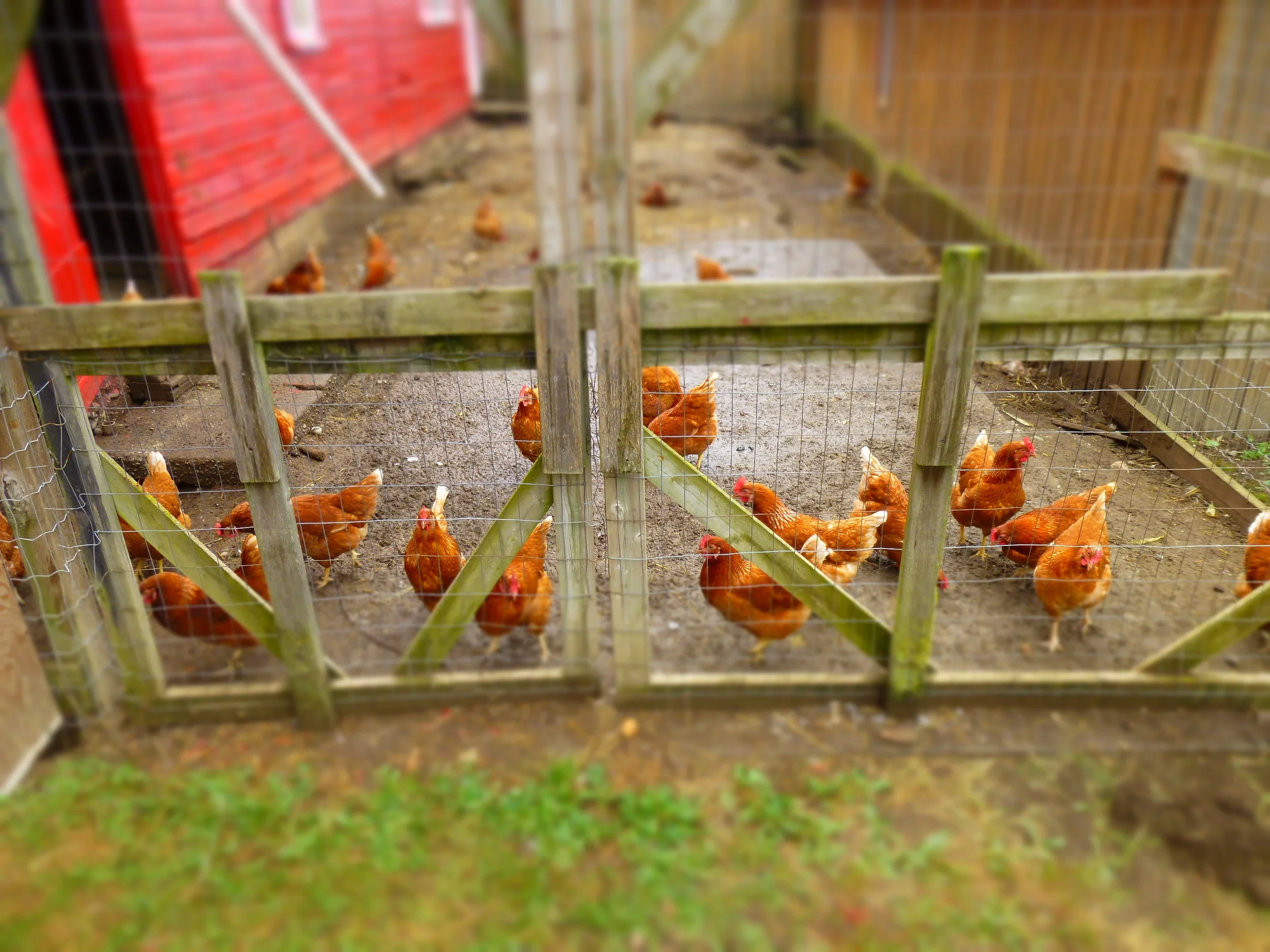 Willowview Farms Animals
