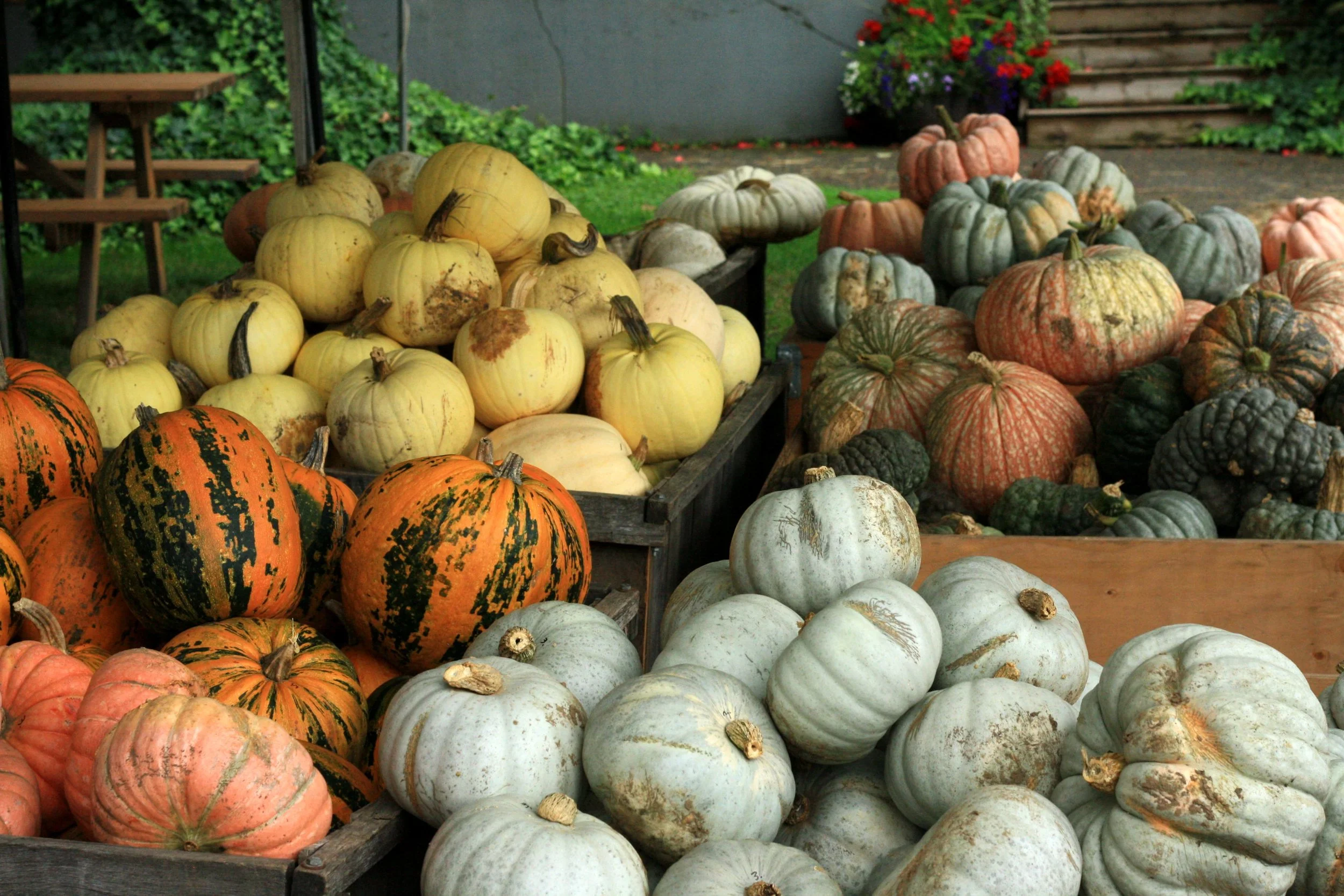 Willowview Farms Pumpkins!