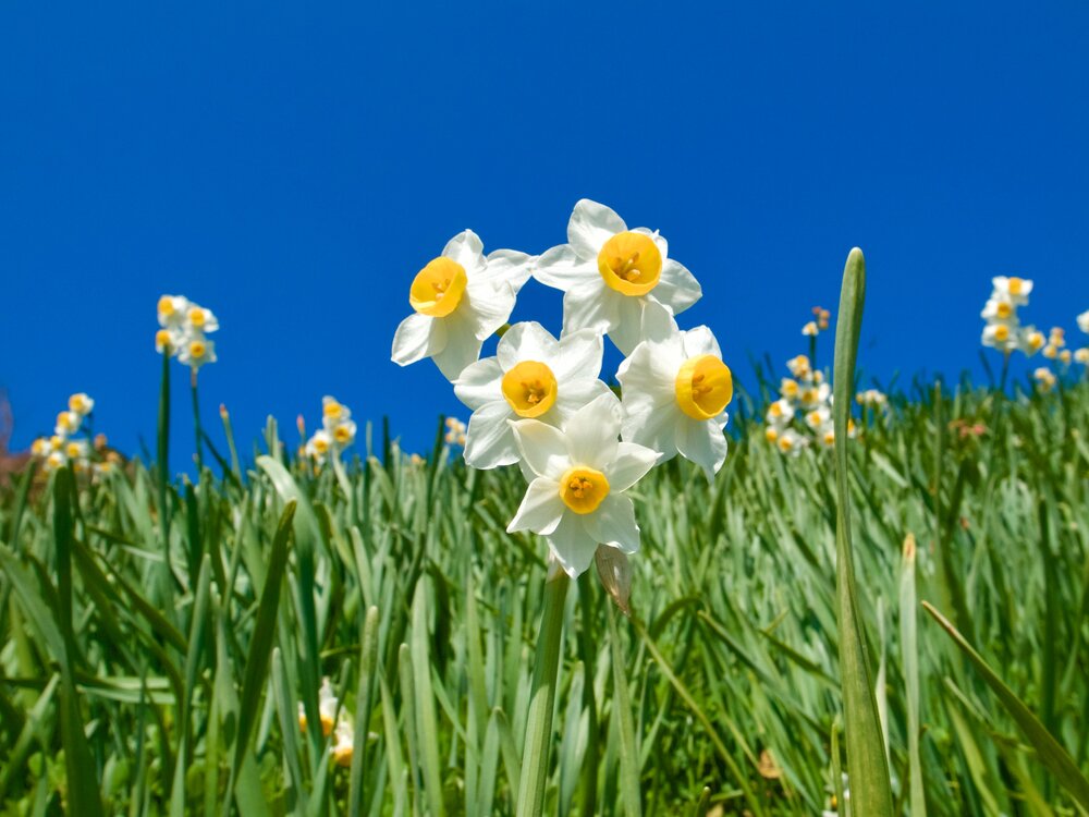 Photo by  N Suma  on  Unsplash    Daffodils are considered as a symbol for new beginnings