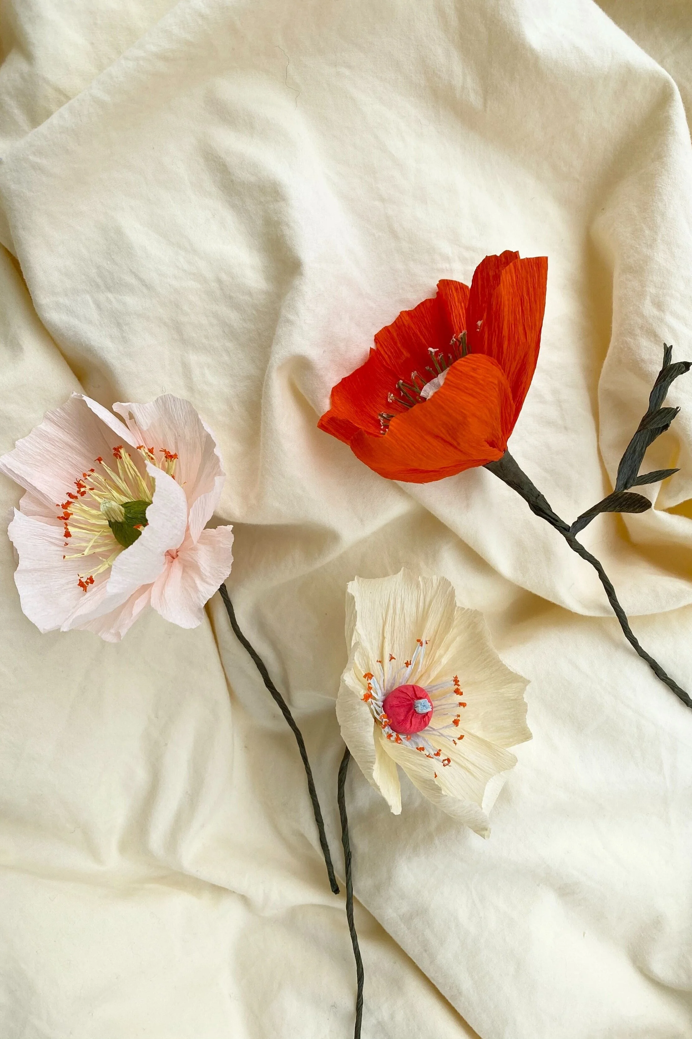 Almeja-valmuer-papirblomst