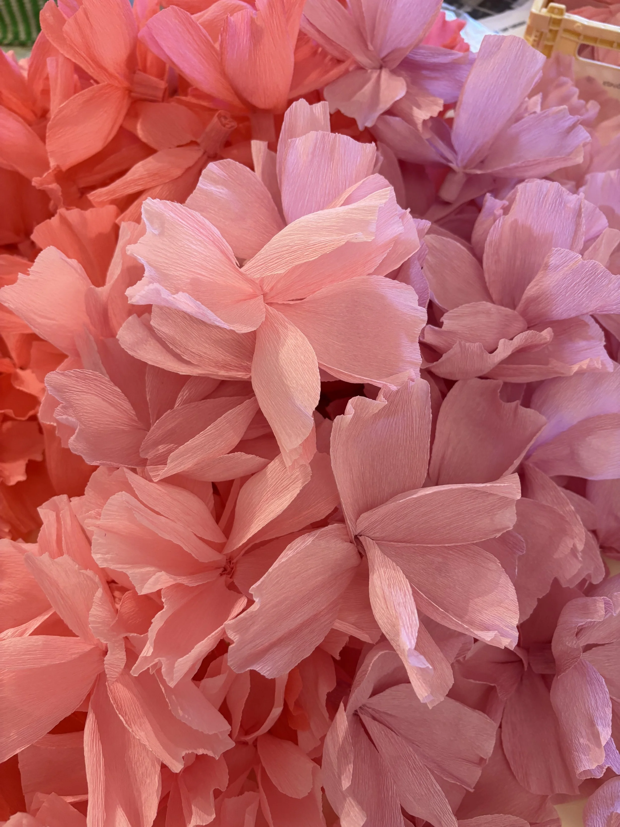 sakura_papir_almeja_space
