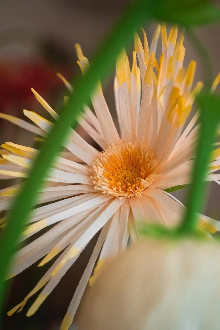 SÆRUDSTILLING FOREVER BLOOMING I TIVOLI 🌻