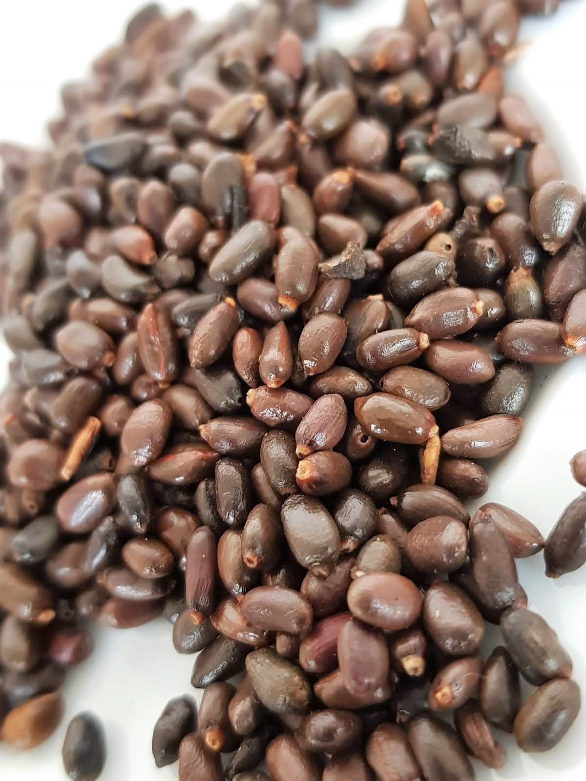 Kororima douce du Kivu