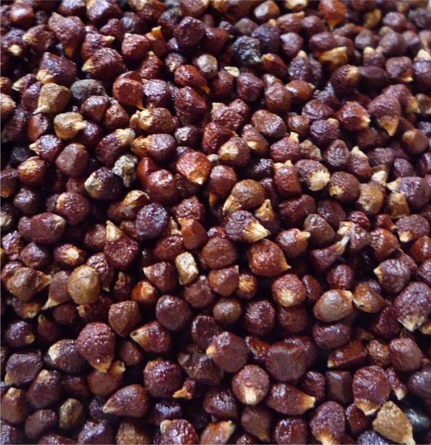 Épices - Graines de Paradis Poivre de Guinée Maniguette 