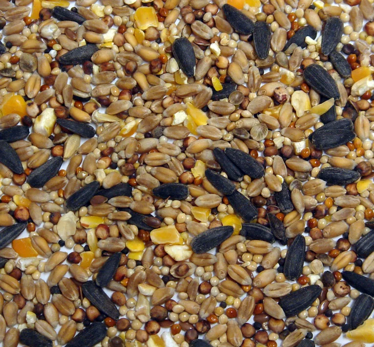 colonels parrot food