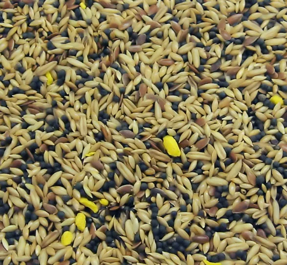 colonels parrot food