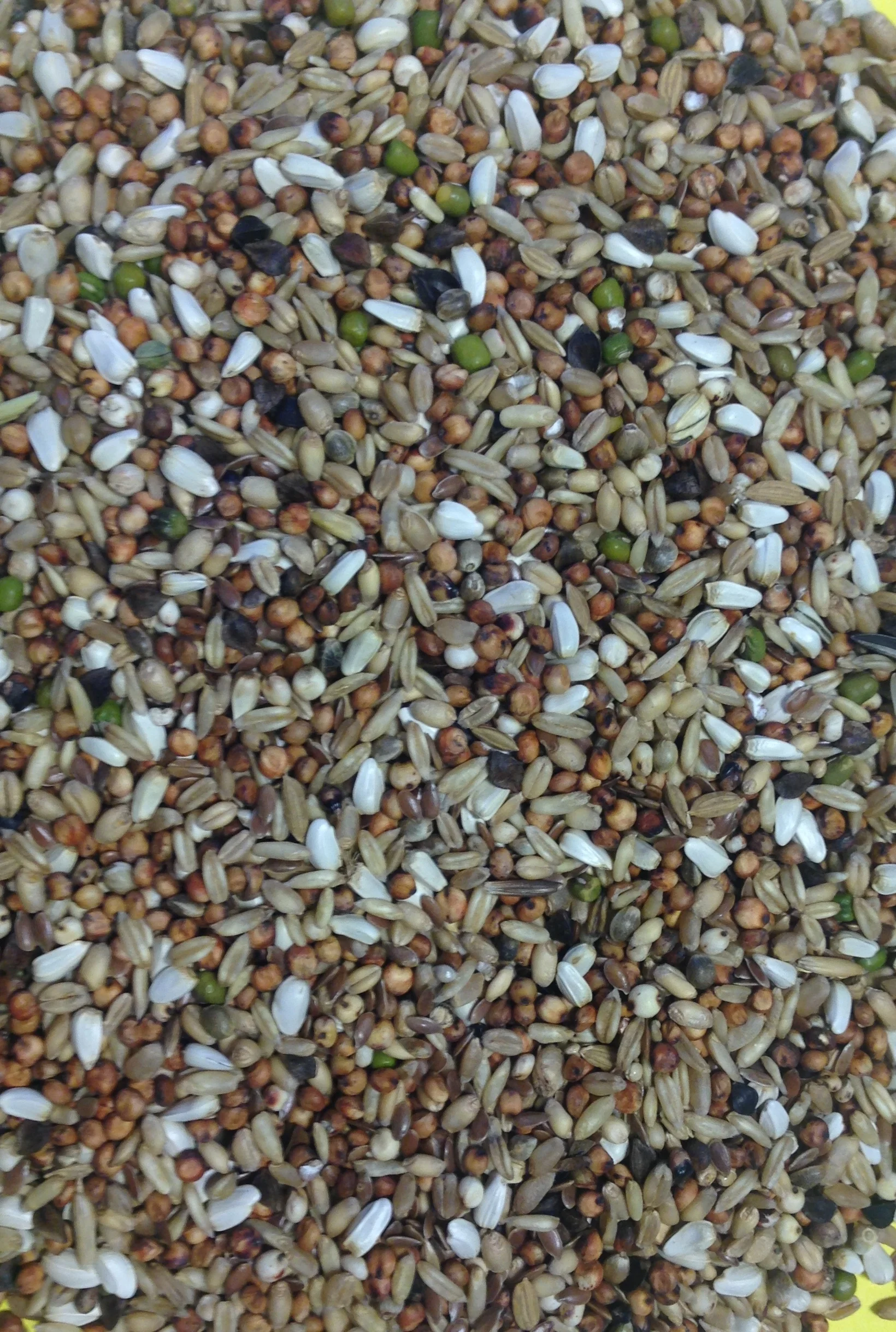 Trapping & Conditioning 20kg