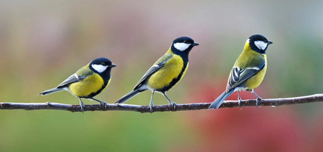 Attracting-Birds.jpg
