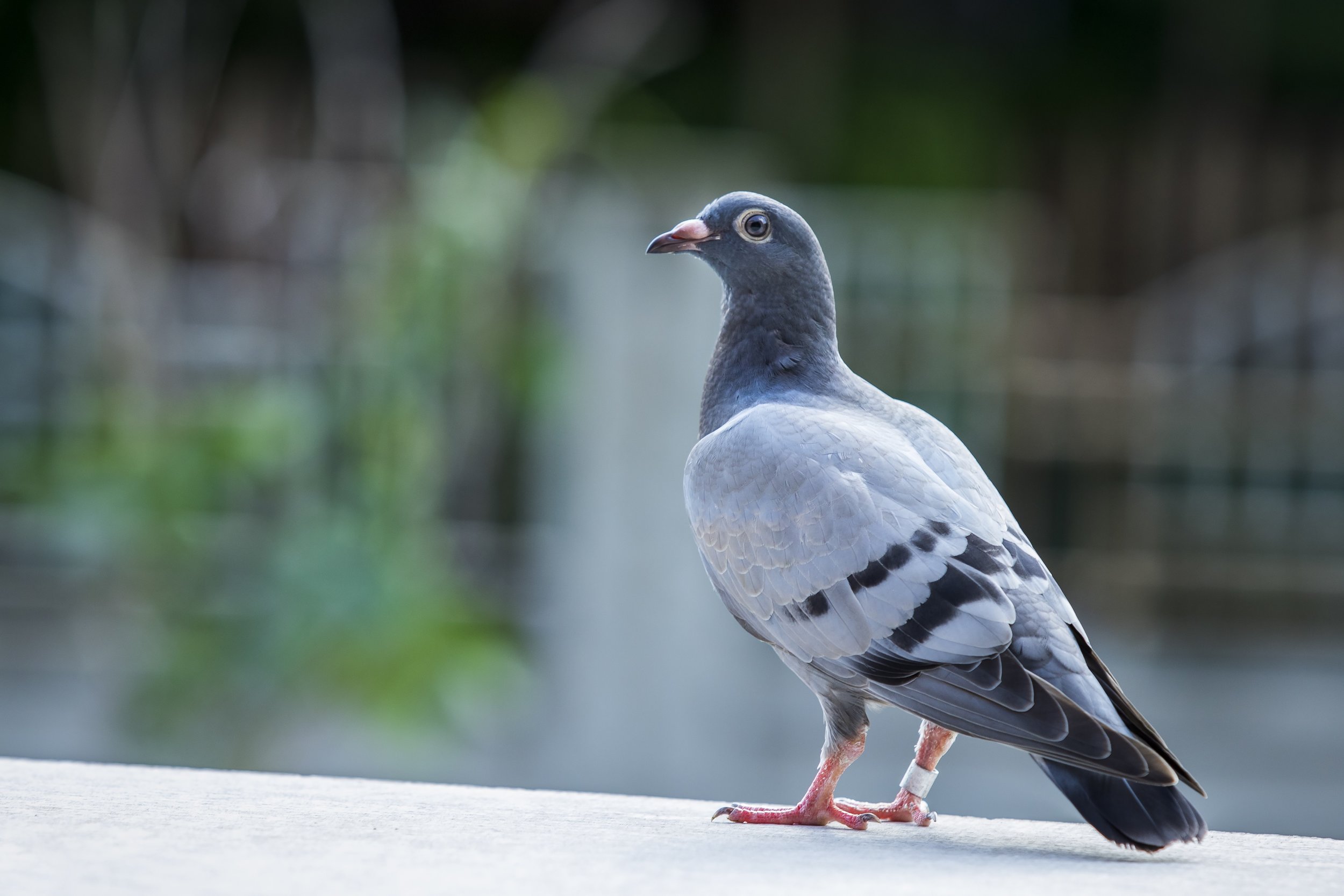 Pigeon Corn