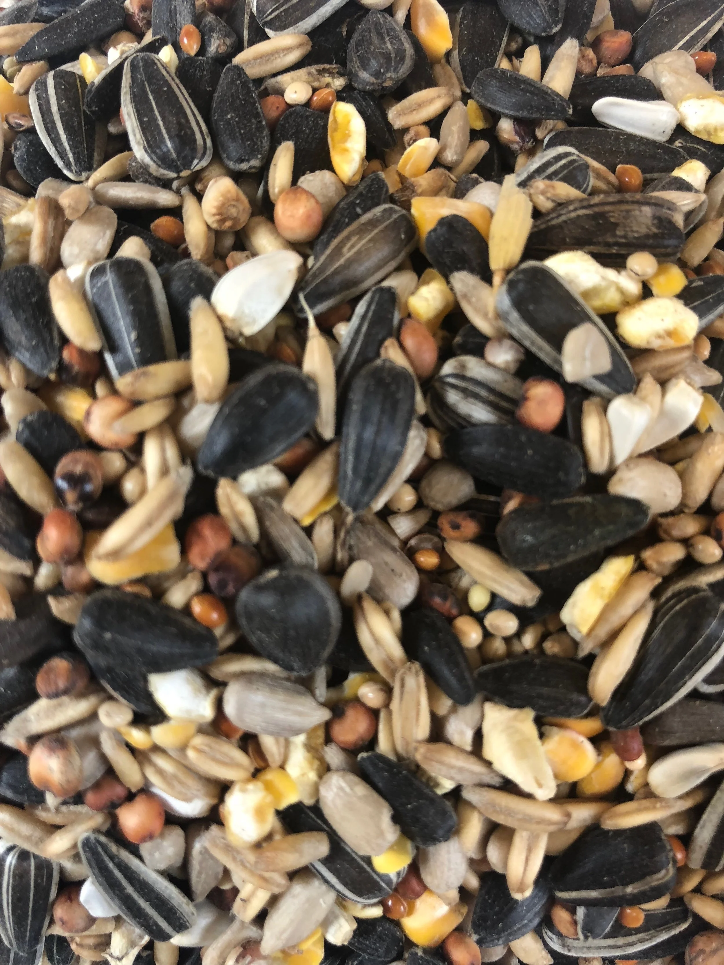 Colonels No Wheat Wild Bird